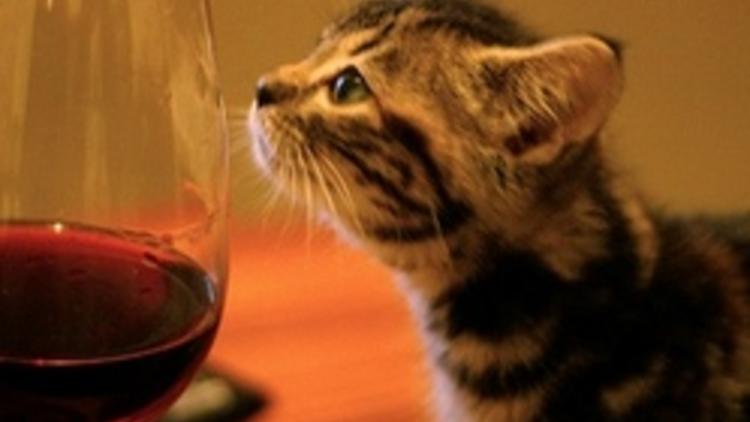 Après la bière pour chien, le vin pour chat !