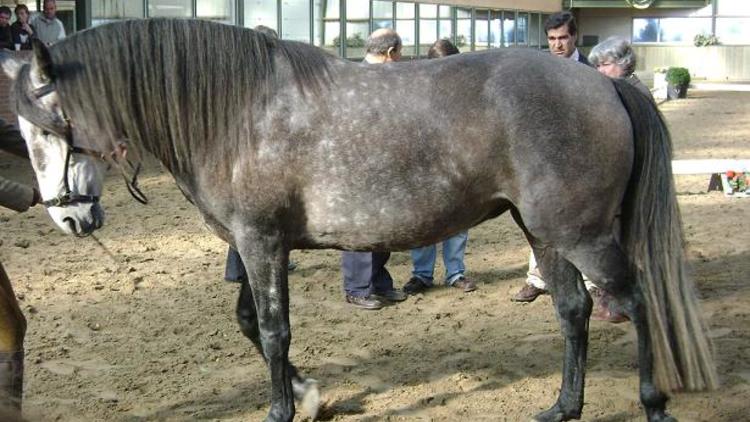Les Portugais ont abattus 2800 chevaux depuis janvier 2012
