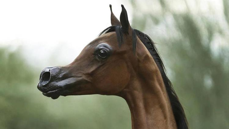 Pour satisfaire une nouvelle mode qui les estime ainsi plus «mignons», certaines races de chevaux sont cruellement croisées.