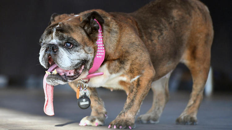 La chienne Zsa Zsa avait remporté le 23 juin le titre de chien le plus vilain du monde lors d'une compétition annuelle en Californie. 