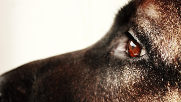 Reproduction, recherche médicale, agrément : les causes du trafic de chiens sont nombreuses