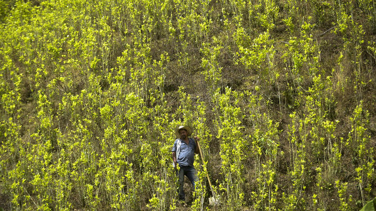 La culture de coca occuperait actuellement 209.000 hectares en Colombie. 