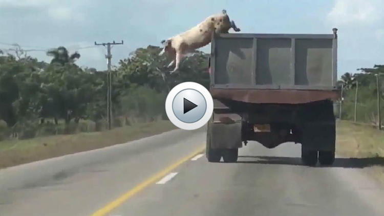 Le porc a sauté du camion afin d'éviter l'abattoir