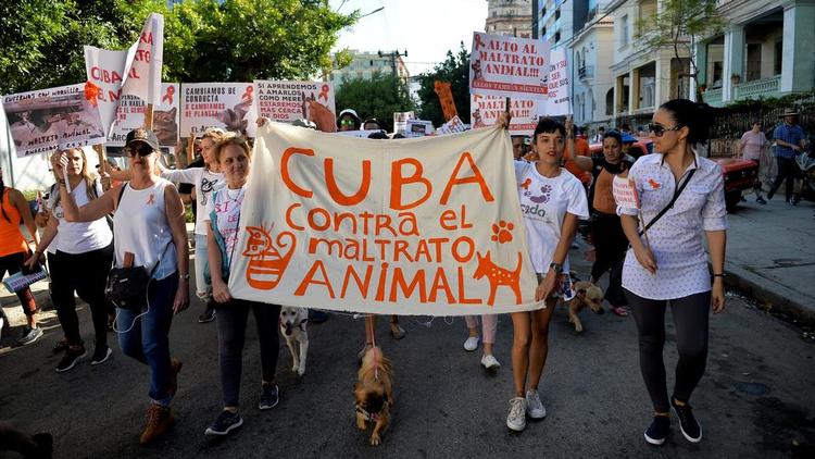Ils étaient plus de 400 à manifester dimanche 7 avril à La Havane, appelant au vote d'une loi sur la protection des animaux.