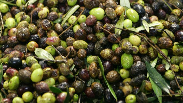 Une cueillette d'olives [Gerard Julien / AFP/Archives]