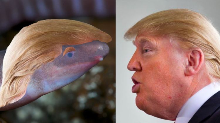 Un montage photo de l'amphibien et de Donald Trump