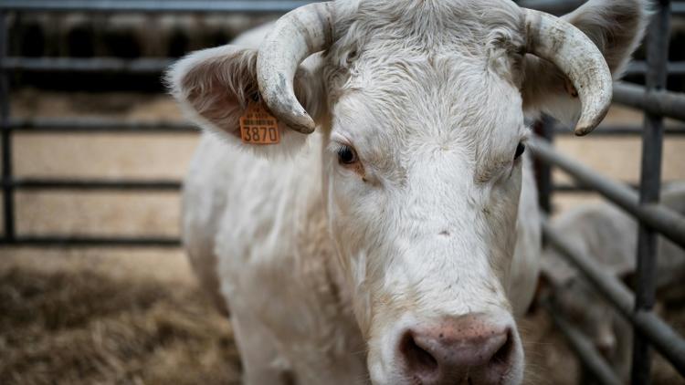La vache Ideale, égérie du Salon de l'Agriculture, le 21 février 2020 à la Porte de Versaille, à Paris [JEFF PACHOUD / AFP]