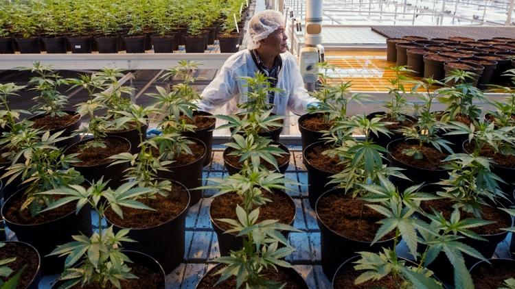 Une plantation de cannabis, le 12 octobre 2018 à Lincoln, au Canada [Lars Hagberg / AFP/Archives]