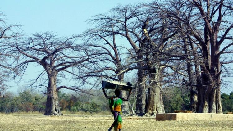 Une jeune fille marche au milieu des baobabs, au Sénégal, en 2001 [PATRICK HERTZOG / AFP/Archives]
