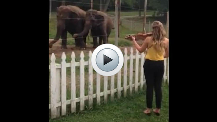 Les éléphants ont remué à l'unisson en entendant l'interprétation de la violoniste.