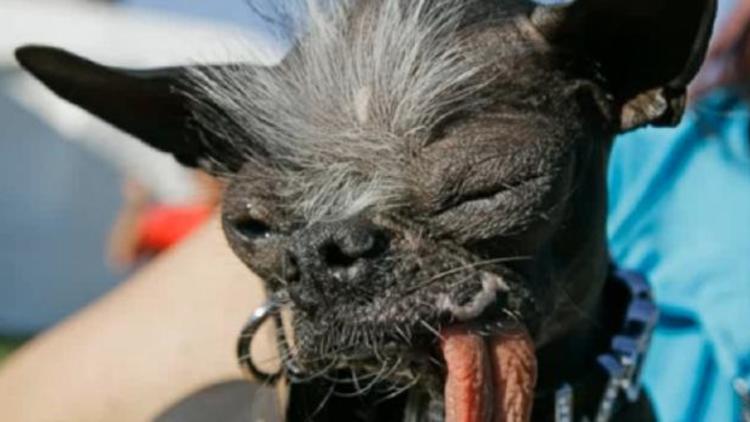 Elwood, élu chien "le plus laid du monde" en 2007, est mort le 27 novembre 2013 à l'âge de 8 ans.