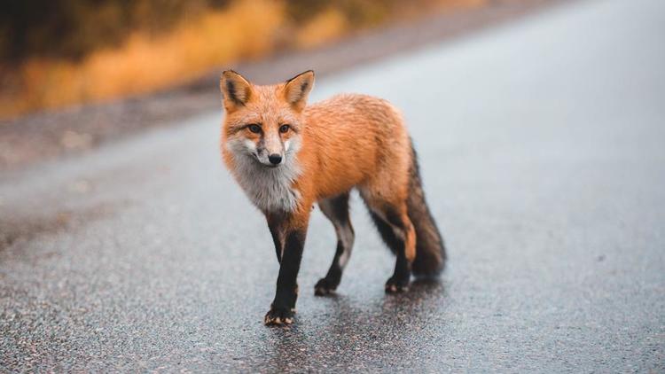 Qu'est-ce que la maladie du renard, à la fois rare et dangereuse ?