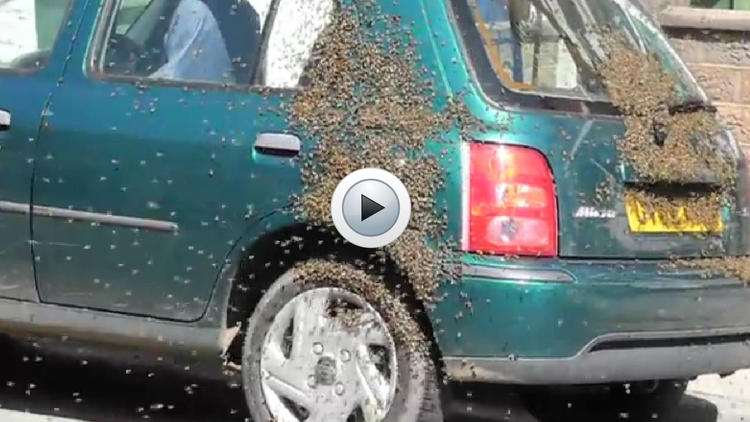 Les abeilles ont fait une pause sur la voiture de l'étudiant alors qu'elles étaient à la recherche d'une nouvelle ruche.