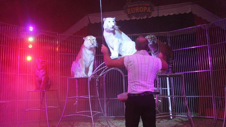 Le cirque a ouvert au public, alors même que le spectacle a été interdit par la municipalité.