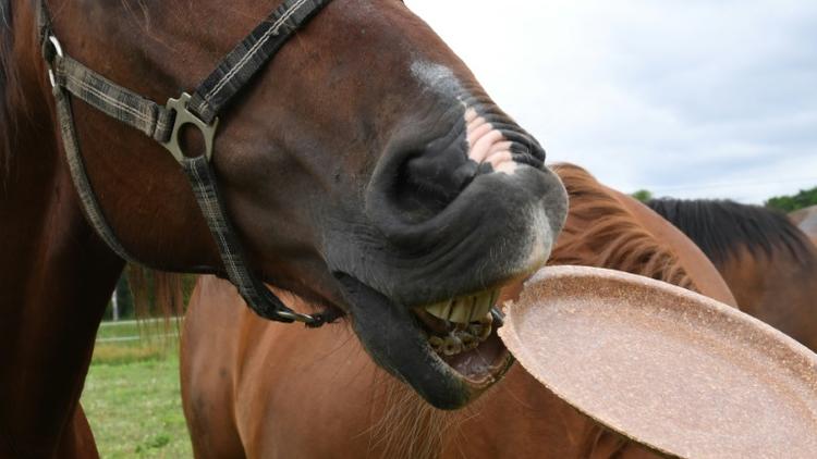 Un cheval croque une assiette comestible dans un champ près de Varsovie, le 29 mai 2019 [Janek SKARZYNSKI / AFP]