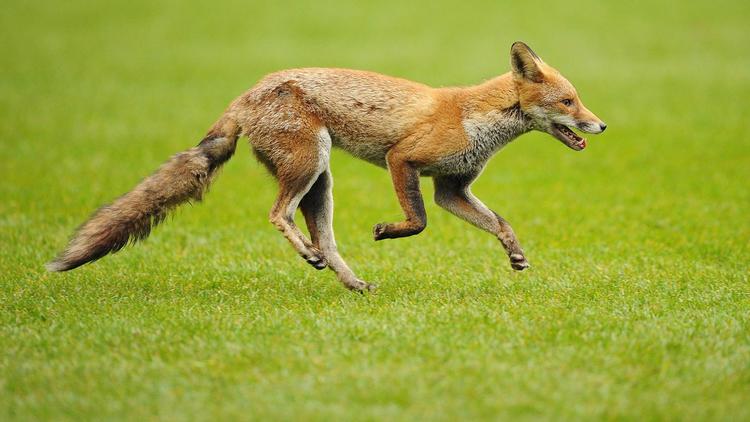 Un renard sur un terrain de rugby à Londres [Carl de Souza / AFP/Archives]