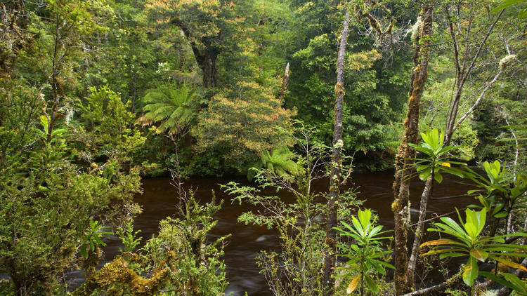 Les forêts de Tasmanie (Australie) sont classées au patrimoine mondial de l’humanité depuis 1982.