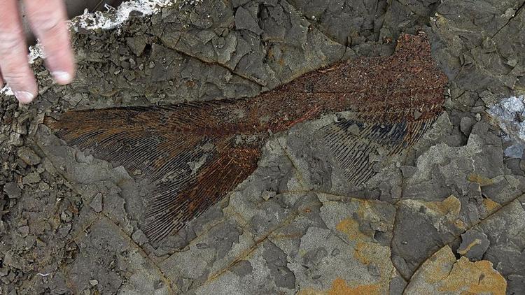 Un fossile de poisson parfaitement conservé et datant de 66 millions d'années, découvert par des chercheurs aux États-Unis. 
