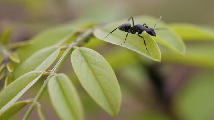 Les fourmis ne seraient pas les bourreaux de travail que l'on imagine, selon une étude