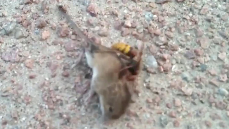 Vidéo : un frelon asiatique géant tue une souris en quelques secondes