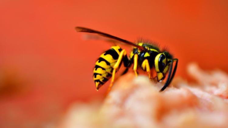 Quelles sont les piqures d'insectes les plus douloureuses ? | CNEWS