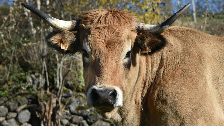 Haute, la vache de race Aubrac, avait été la star de l'édition 2018 [PASCAL PAVANI / AFP].