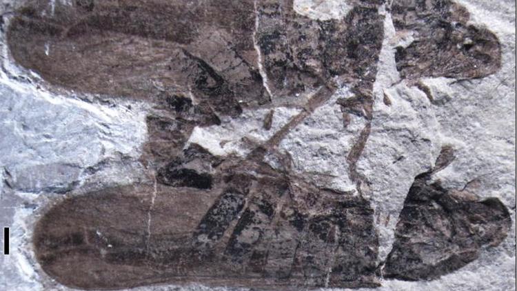 Le fossile des deux Anthocytina perpetua en accouplement depuis 165 millions d'années