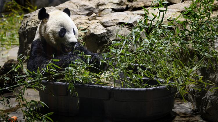 Largement réintroduit dans des forêts dédiés, la bambou est à la base de la prolifération de pandas géants en Chine.