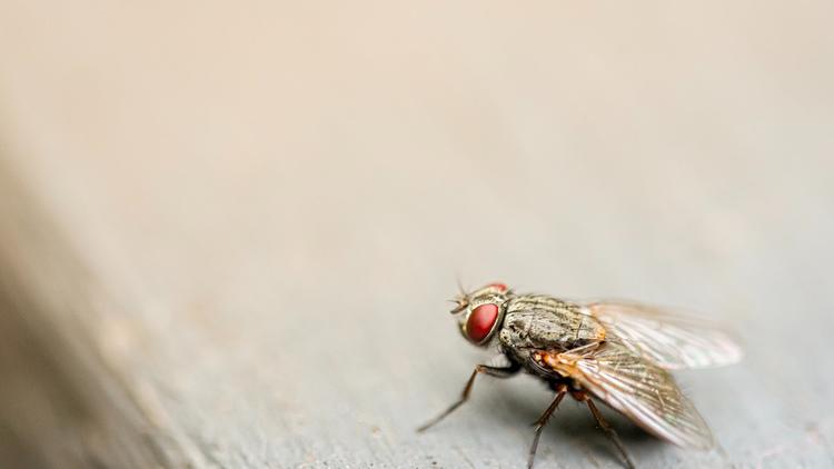 Ces 5 astuces naturelles pour chasser les mouches et moucherons de