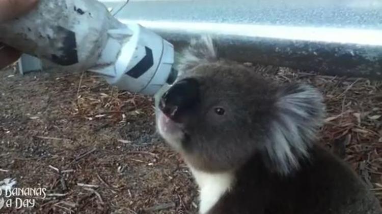 Le koala a vidé la gourde du cycliste