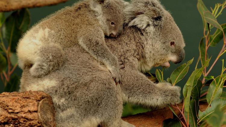 Un koala porte son bébé sur le dos dans un parc de Sydney, le 28 juin 2011 (image d'illustration)