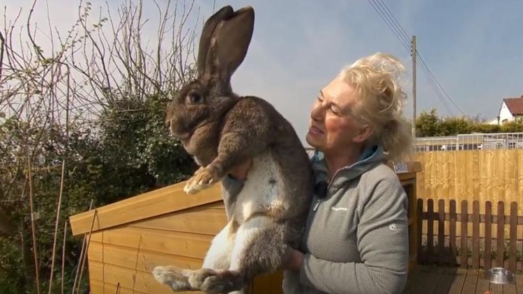 Darius a été déclaré plus gros lapin du monde en 2010 par le livre Guinness des records 