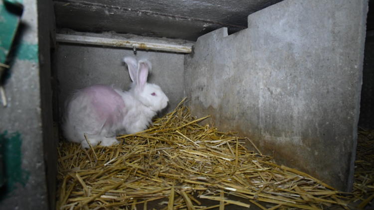 Un lapin angora dans un élevage de Loire-Atlantique.