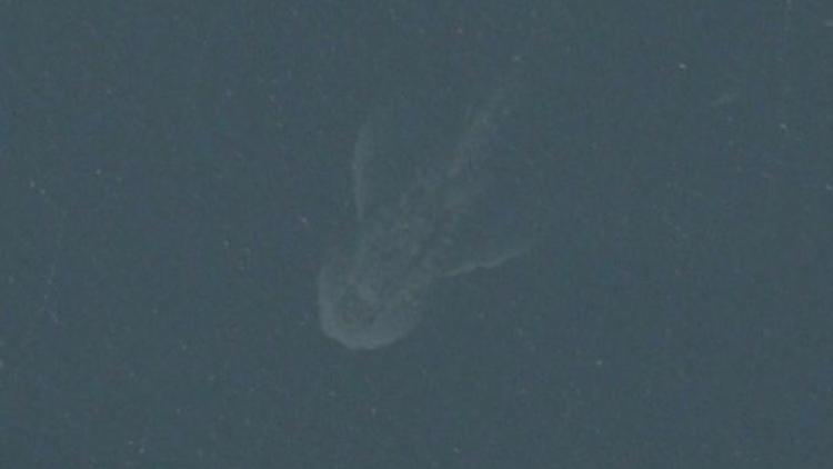 Une silhouette gigantesque est apparue sur une image satellite du lac du Loch Ness