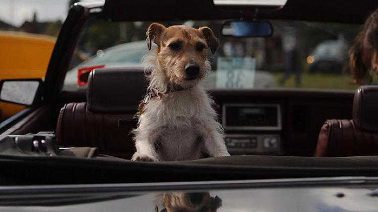 Un chien dans une voiture (image d'illustration) [dog in car / CC]