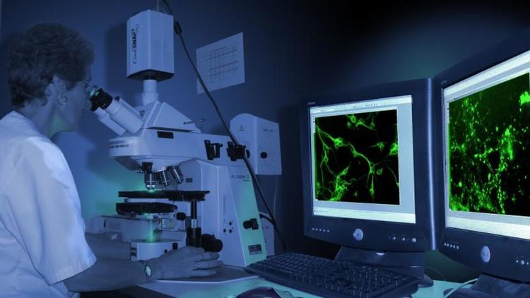 Un chercheur examine le développement des neurites qui prolongent le corps cellulaire des neurones