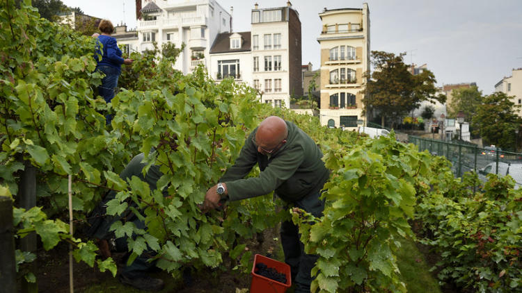 C'est 84e édition de cet événement culture dédié aux vignes de la butte de Montmartre.