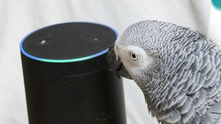 Un perroquet africain, surnommé Rocco, a noué une relation inattendue avec une enceinte connectée d’Amazon, au doux nom d’Alexa. 
