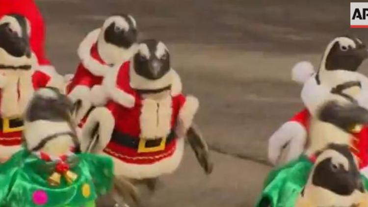 Les pingouins du parc d'attractions Everland de Séoul (Corée du Sud) , défilent déguisés en Pères Noël