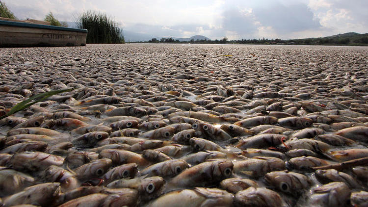 Dans les zones mortes, la teneur en oxygène est trop faible pour la survie des poissons – comme ici, sur la côte mexicaine de Jalisco, en août 2015. 