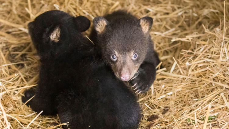 Deux petites femelles sont nées au Parc Animalier de Sainte-Croix. 