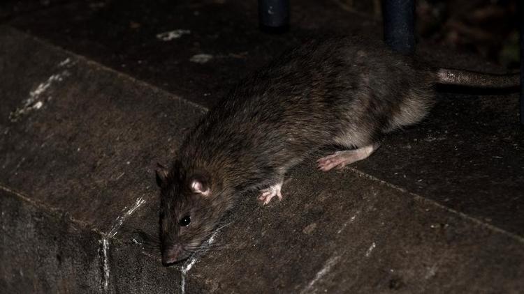Depuis des années, les rats sont de plus en plus visibles à Paris.
