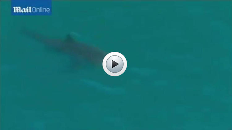 Le requin était en train de pourchasser une baleine à bosse