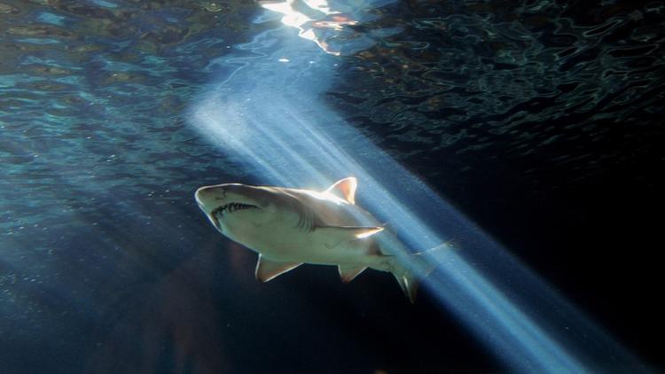 Deux plaisanciers ont pu fimer un requin au large des côtes de Saint-Tropez au début du mois d'août.