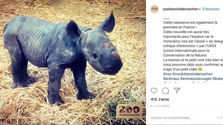 C'est la première fois qu'un rhinocéros noir nait sur le territoire français. 