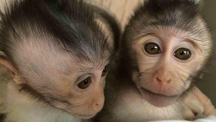 Des singes macaques dotés d'ADN humain porteur du gène MECP2 associé à certaines formes d'autisme. 