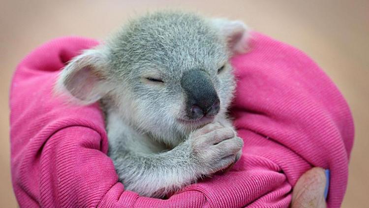  Le koala, animal emblématique de l’Australie, est une espèce en voie d’extinction.