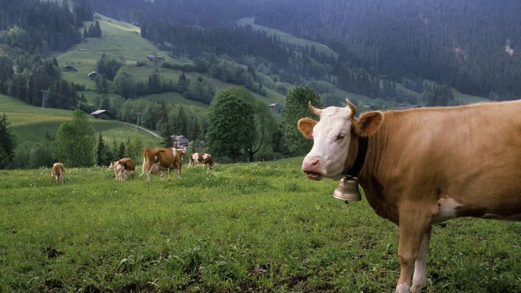 Pour remplacer les traditionnelles cloches, ces vaches sont désormais traçables par GPS.