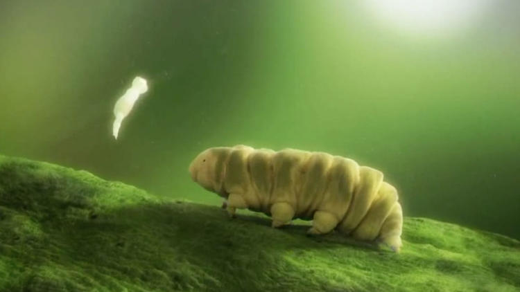 Le tardigrade peut notamment survivre en-dessous de 0°C et dans le vide spatial. 