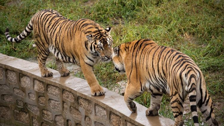 Deux tigres ont été abattus dans un parc du centre de la Chine, après avoir tué un gardien de zoo qu’il les nourrissait.